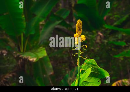 Cette image saisissante met en valeur une fleur jaune éclatante debout haute au milieu d'un riche feuillage vert en toile de fond. La forme et la couleur uniques de la fleur Banque D'Images