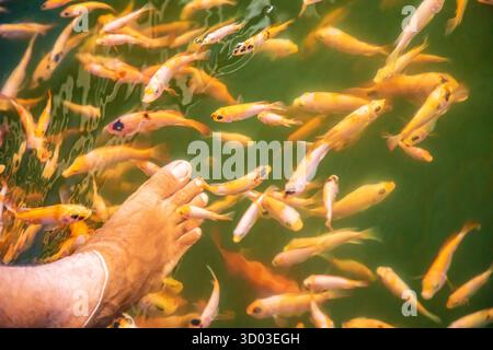 Beaucoup de petits poissons Kangal orange grignotent sur la peau morte et kératinisée du pied d'une femme. Pédicure naturelle au Sri Lanka. Ferme d'attraction sri-lankaise avec des docteurs de poissons Banque D'Images