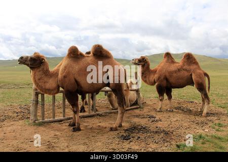 Les chameaux de Bactriane sont une espèce originaire d'Asie centrale. Ce sont des chameaux asiatiques de couleurs différentes qui marchent dans les steppes de Mongolie. Banque D'Images