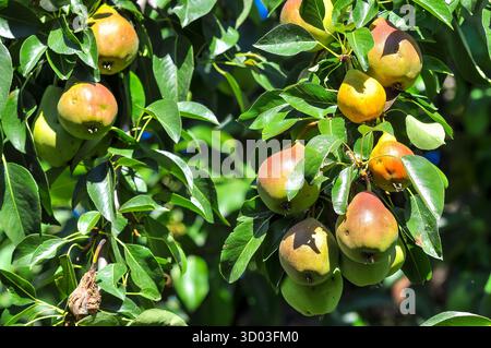 Gros plan de poires mûres poussant parmi le feuillage vert dans le verger, prêtes à être récoltées sous la chaleur du soleil d'été. Banque D'Images