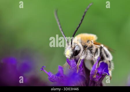 Plan macro d'un Leafcutter Bee Megachile sur une fleur violette avec un fond vert flou. Banque D'Images