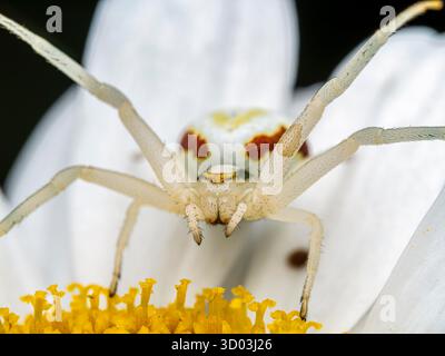 Photographie macro montrant une vue détaillée d'une araignée de crabe Whitedeath perchée sur une fleur de marguerite. Banque D'Images