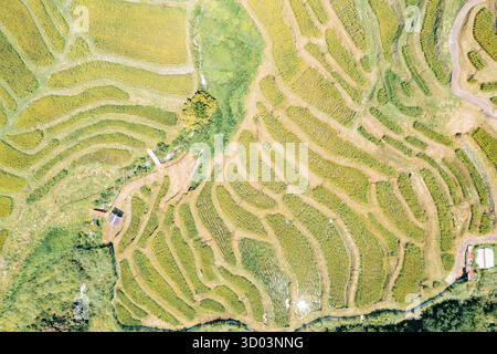 Rizières en terrasses cultivées par les agriculteurs pour une production alimentaire durable, vue aérienne. Banque D'Images
