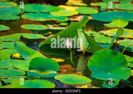 Un bourgeon délicat de lotus rose pousse entre de grandes feuilles vertes rondes sur un étang au Sri Lanka Banque D'Images