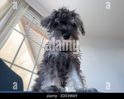 Chien chiot Schnauzer mignon à la maison. Banque D'Images
