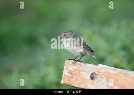 Finch Galapagos perché sur un banc en bois Banque D'Images