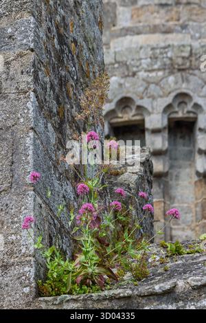 Floraison valériane rouge (Centranthus ruber) poussant au mur du château à Dinan, côtes-d'Armor, Bretagne, France Banque D'Images