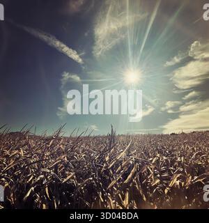 Soleil brillant et ciel bleu sur un champ de maïs asséché dans le Vermont, Nouvelle-Angleterre. Banque D'Images