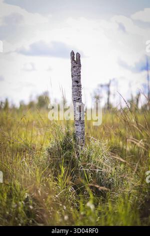Tronc de bouleau altéré debout seul dans de hautes herbes sur une lande suédoise sous un ciel nuageux Banque D'Images