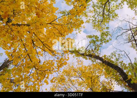 Regardant vers le haut la canopée de feuilles jaunes et ciel bleu doux Banque D'Images