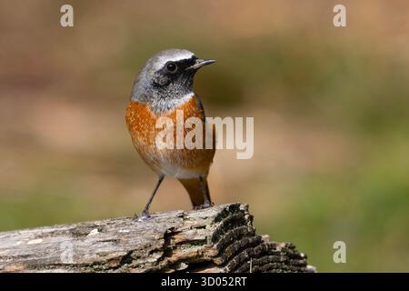 Mâles à rouge commun en automne (Phoenicurus phoenicurus) dans une forêt du Yorkshire. Banque D'Images
