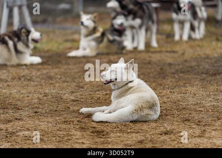 Chien de traîneau Lays in Yard Eyes Closed Pack Behind - Husky Breed Banque D'Images