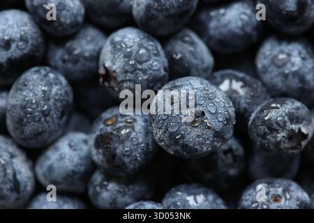 Photo macro de bleuets fraîchement lavés avec des gouttelettes d'eau dessus Banque D'Images