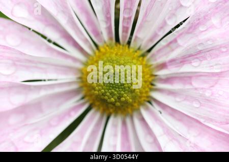 Plan macro de fleur rose et blanche avec des gouttelettes d'eau sur les pétales Banque D'Images