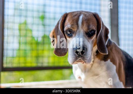 Portrait de notre animal de compagnie Beagle Banque D'Images