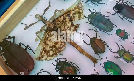 Véritable photographie de collection d'insectes. Insectes, papillons et insectes d'Asie. Collection diversifiée d'insectes présentant diverses espèces, couleurs et siz Banque D'Images