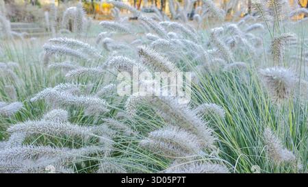 Herbe de fontaine ornementale luxuriante avec des panaches plumeux et des lames vertes. Arrangements floraux parterre de fleurs dans le parc de la ville Banque D'Images