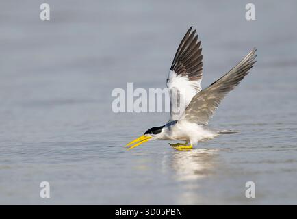 Sterne à grand bec (Phaetusa simplex) atterrissant sur l'eau avec les deux pieds juste au-dessus de la surface, grand bec jaune, fond d'eau, espace pour la copie Banque D'Images