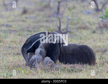 Anteater géant (myrmecophaga tridactyla) avec bébé sur le dos, mangeant d'un termitier Banque D'Images
