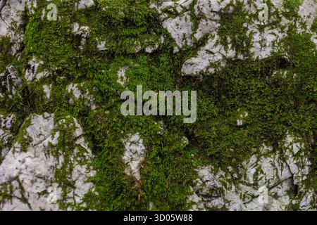 Gros plan de mousse verte vive sur un rocher calcaire léger. Contraste blanc-vert naturel. Texture géologique organique détaillée. Environnement forestier humide. Banque D'Images