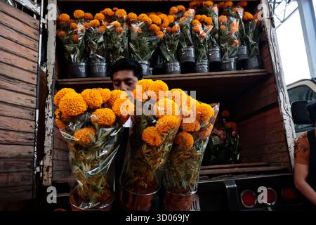 Mexique, CDMX, Mexique. 21 octobre 2025. La plupart d’entre eux proviennent de Xochimilco et de l’état de Puebla, où ils sont récoltés sans pots. Des centaines ou des milliers de familles commenceront à arriver au marché jamaïcain, le principal marché aux fleurs, mais le plus important de cette saison. Ils viennent dans une variété de tailles et de prix ; les vendeurs offrent leurs fleurs aux clients afin qu'ils puissent les placer sur des autels dans leurs maisons où ils se souviennent de leurs proches, et avec la couleur et l'arôme des fleurs de Cempasuchil, ils peuvent leur rendre visite année après année. (Crédit image : © Josue Perez/ZUMA Press Wire) EDITORI Banque D'Images