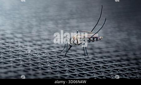 Moustique Aedes aegypti reposant sur une surface texturée, propageant des maladies comme la dengue, le zika et le chikungunya, mettant en évidence la lutte antiparasitaire et la guérison publique Banque D'Images