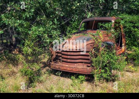 Vieux camion agricole abandonné, rouillé dans les bois, partiellement couvert par une végétation verte envahie Banque D'Images