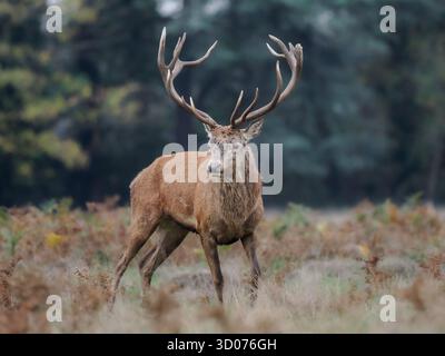 Red Stag debout fier à Bushy Park Londres en automne Banque D'Images