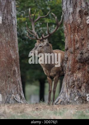 Red Stag au Bushy Park London en automne Banque D'Images
