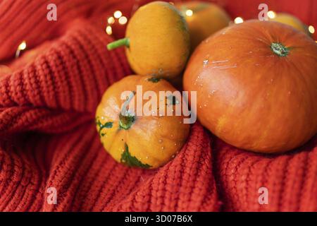 Différentes citrouilles orange vif sur fond rouge se trouvent sur un tissu tricoté sur fond de lumières Banque D'Images