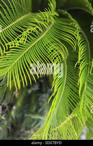 Grandes feuilles vertes d'un palmier, vue de dessus. Belle texture Banque D'Images