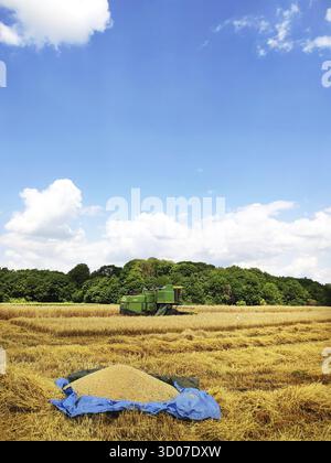 Une moissonneuse-batteuse moderne travaillant sur un champ de blé, de récolte, de terres agricoles. Le premier lot de blé repose sur une bâche Banque D'Images