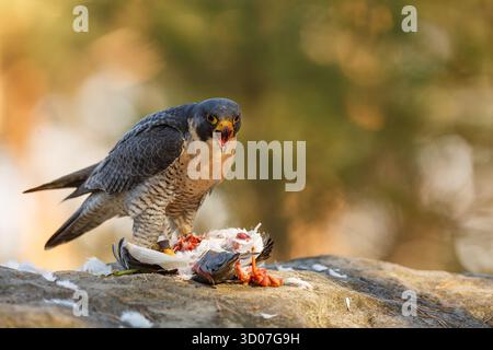 Faucon pèlerin femelle (Falco peregrinus), également connu sous le nom de faucon pèlerin et historiquement sous le nom de faucon canard Banque D'Images