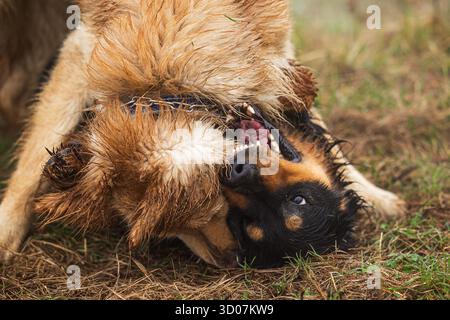 Chien Hovie noir et or mâle gros plan d'eux mordant Banque D'Images