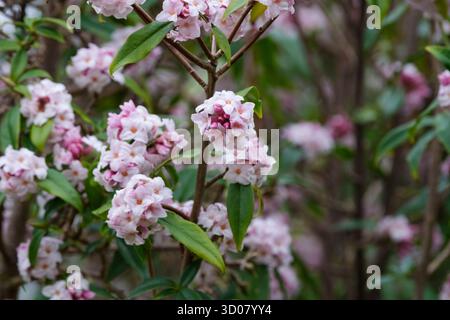 Daphne bholua Jacqueline Postill, daphne Jacqueline Postill, fleurs roses violacées et blanches en grappes terminales, fin de l'hiver Banque D'Images