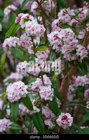 Daphne bholua Jacqueline Postill, daphne Jacqueline Postill, fleurs roses violacées et blanches en grappes terminales, fin de l'hiver Banque D'Images