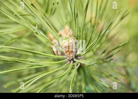 Des branches d'épineux vert sapin ou pin Banque D'Images