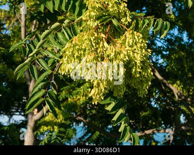 Gros plan détaillé d'Ailanthus altissima (sumac chinois ou arbre du ciel) montrant des feuilles, des branches et des textures naturelles à la lumière du soleil Banque D'Images