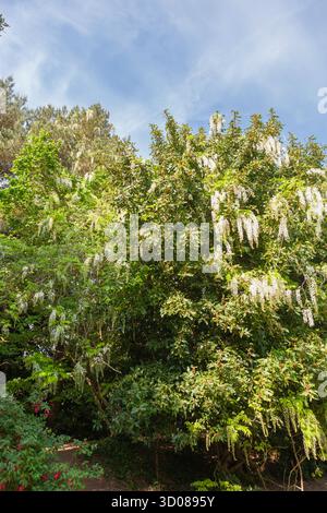 Une wisteria à fleurs blanches en pleine floraison, grimpant à un arbre hôte à Crescent Gardens, Alverstoke, Gosport, Hampshire, Royaume-Uni Banque D'Images