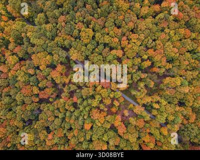 Les feuilles des arbres de la forêt de Bad Homburg sont devenues colorées en automne. (Vue aérienne avec un drone), Stadtwald, Bad Homburg, Hesse, Allemagne Banque D'Images