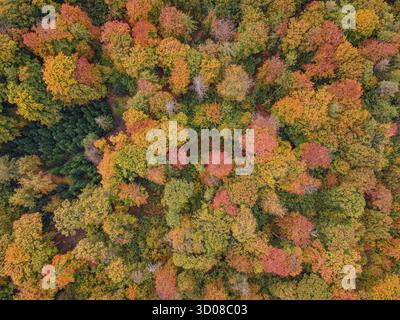Les feuilles des arbres de la forêt de Bad Homburg sont devenues colorées en automne. (Vue aérienne avec un drone), Stadtwald, Bad Homburg, Hesse, Allemagne Banque D'Images