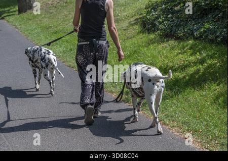 Marcher avec deux chiens dalmates à travers un parc, Bavière, Allemagne Banque D'Images
