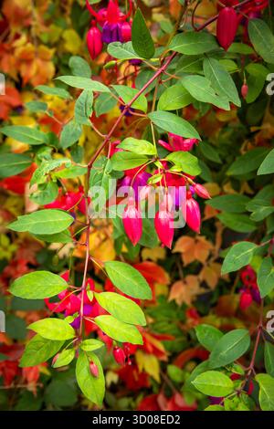 Mappleborough Green Garden Centre Banque D'Images