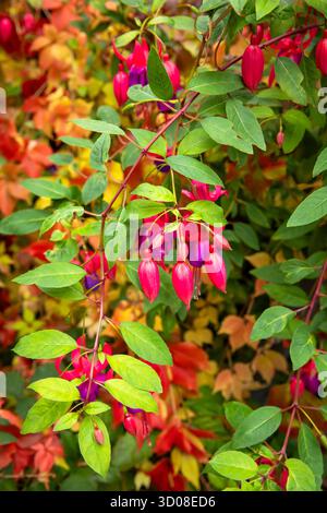 Mappleborough Green Garden Centre Banque D'Images