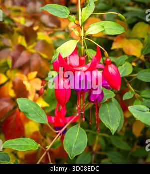 Mappleborough Green Garden Centre Banque D'Images