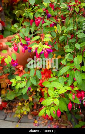 Mappleborough Green Garden Centre Banque D'Images