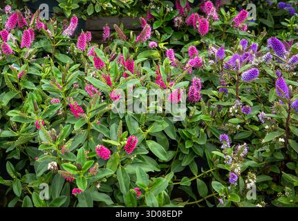 Mappleborough Green Garden Centre Banque D'Images