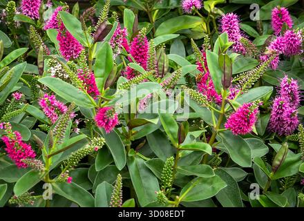 Mappleborough Green Garden Centre Banque D'Images