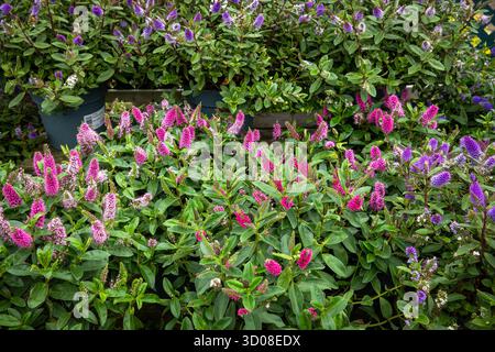 Mappleborough Green Garden Centre Banque D'Images