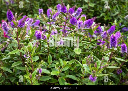 Mappleborough Green Garden Centre Banque D'Images